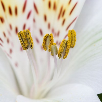 Closeup of white lily flower