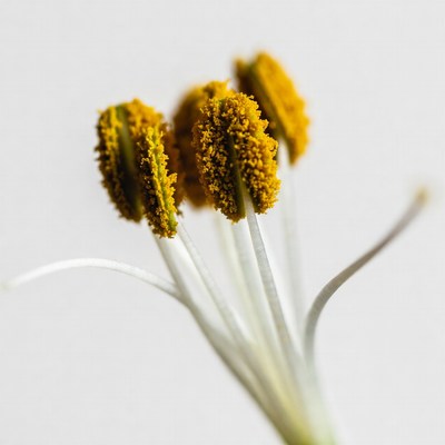 Yellow flower heads on white stems