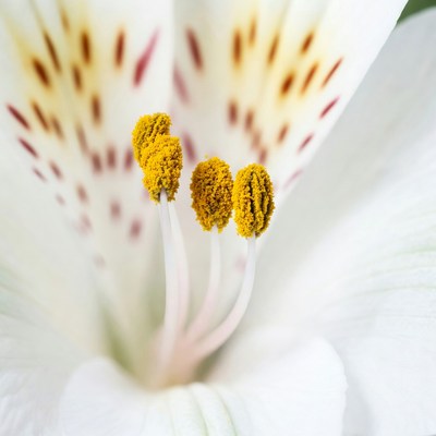 Closeup of White Lily Flower