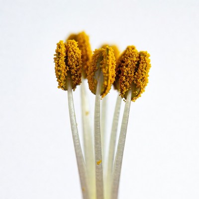 Cluster of yellow flower heads