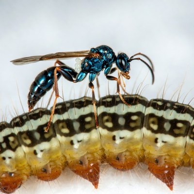 Blue Wasp on Striped Caterpillar