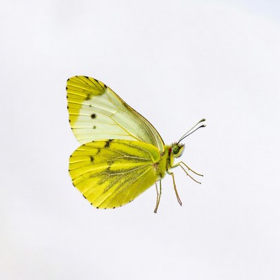 Yellow butterfly on white background