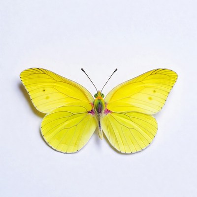 Yellow Butterfly on White Background