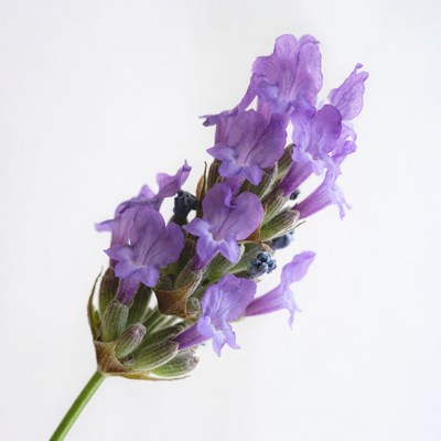 Purple Lavender Flowers on White Background