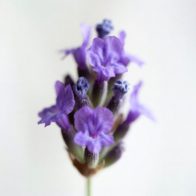 Purple Lavender Flowers Bouquet