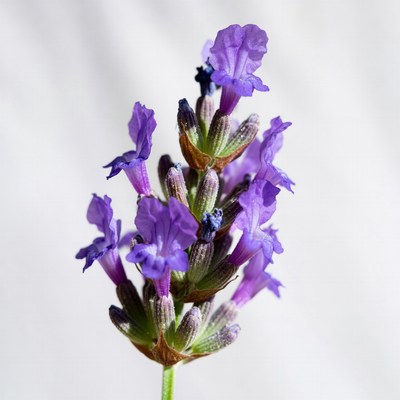 Purple Lavender Flowers Closeup