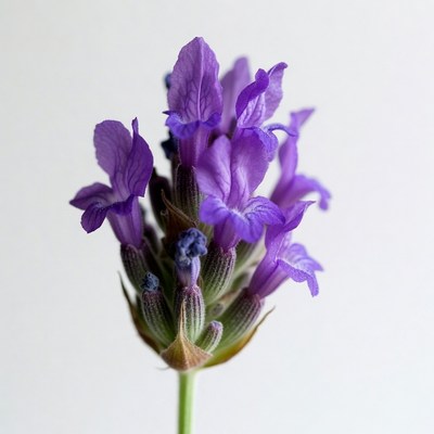 Purple Lavender Flowers Closeup