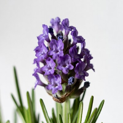 Purple Lavender Flowers Closeup