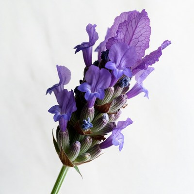 Purple Lavender Flowers Closeup
