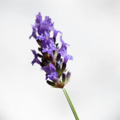 Purple Lavender Flowers on White Background