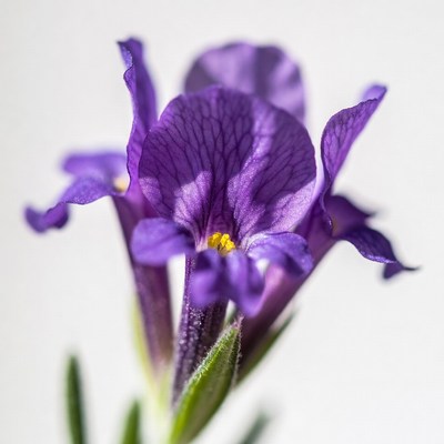 Purple Iris Flowers Closeup