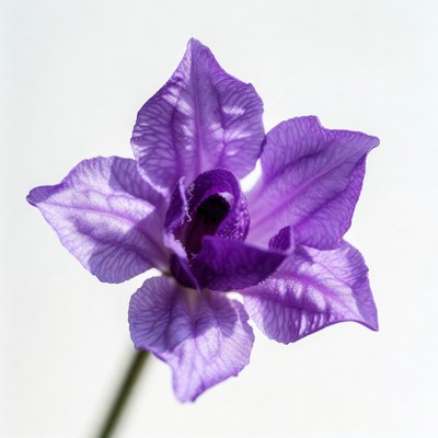 Purple Iris Flower on White Background