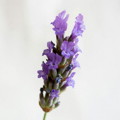 Purple Lavender Flowers on White Background