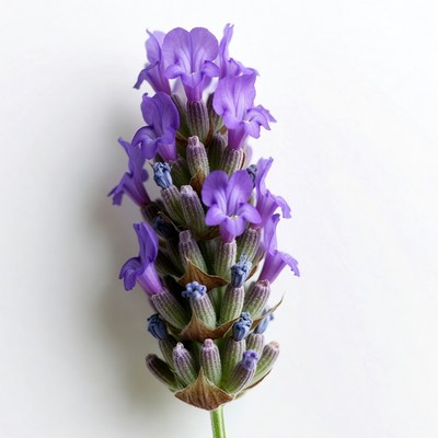 Purple Lavender Flowers on White Background