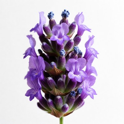 Purple Lavender Flowers Bouquet