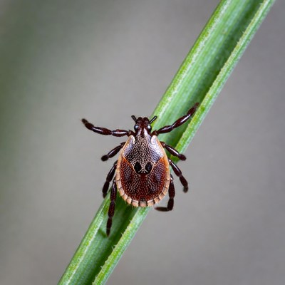 Brown Marmorated Stink Bug on Leaf