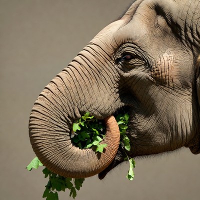 Elephant eating green leaves