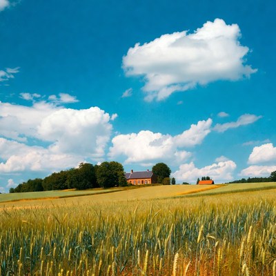 Red House in Golden Wheat Fields