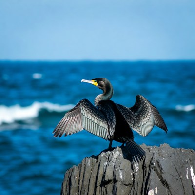 Double-crested cormorant on rock by ocean