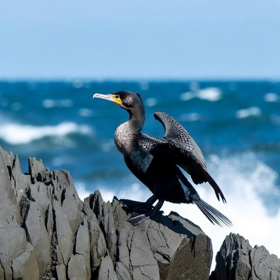 Cormorant spreading wings on ocean rocks