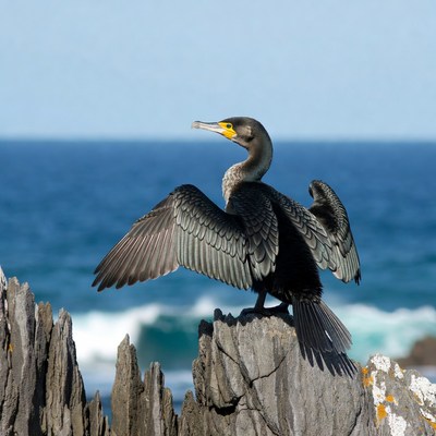 Double-crested cormorant spreading wings on rocks