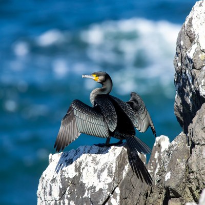 Cormorant spreading wings on ocean rocks