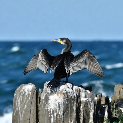 Cormorant spreading wings on rock