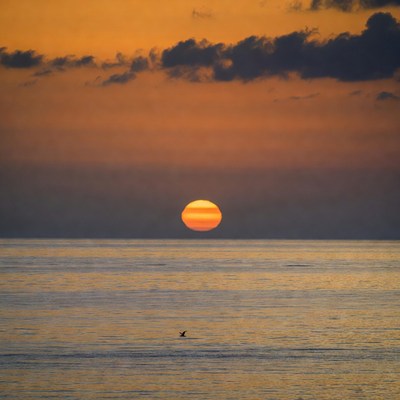 Sunrise over ocean with bird
