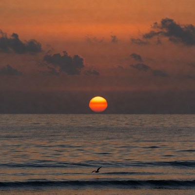 Sunset over ocean with bird