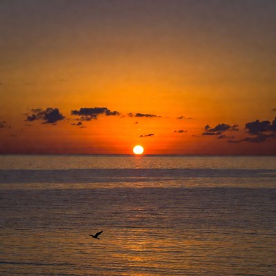 Sunset over ocean with flying bird