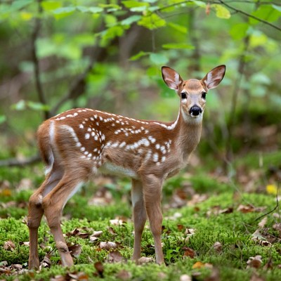 Baby Fawn Standing in Forest
