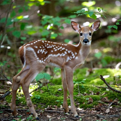 Baby fawn in green forest