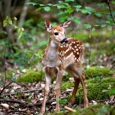 Baby deer in forest