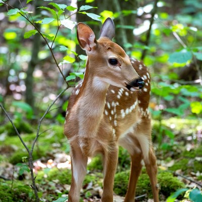 Baby fawn in green forest