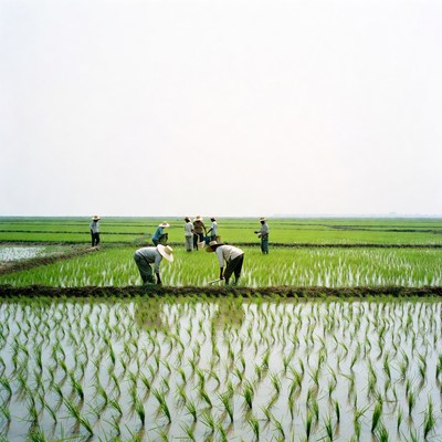 Asian farmers working in rice paddy