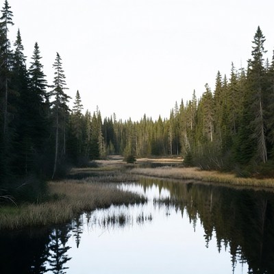 Forest Trees Reflecting in Marshy Stream
