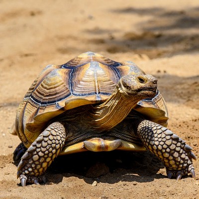 Radiated tortoise on sandy ground