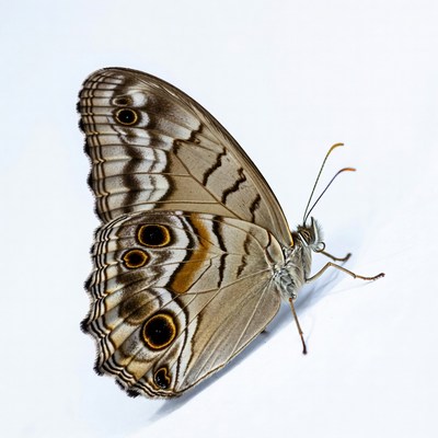 Brown butterfly with eye spots