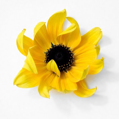 Yellow Black-Eyed Susan Flower