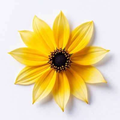 Yellow sunflower on white background