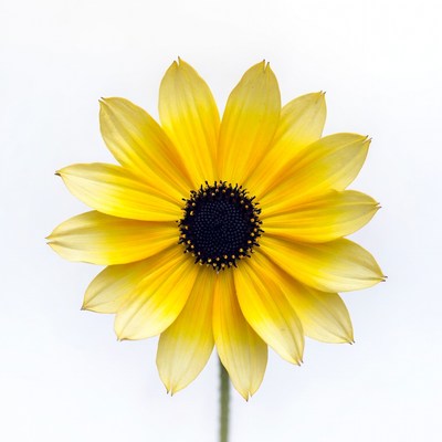 Yellow Daisy Flower Isolated