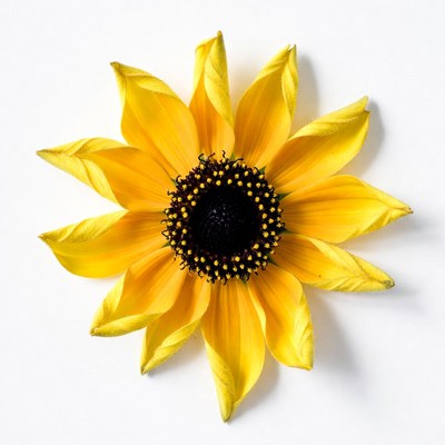 Sunflower on white background