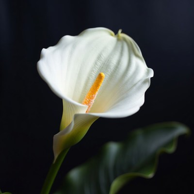 White Calla Lily on Black Background