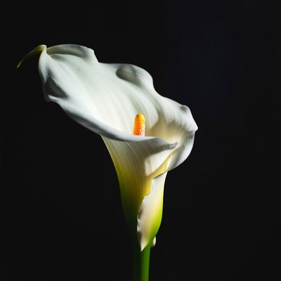 White calla lily flower