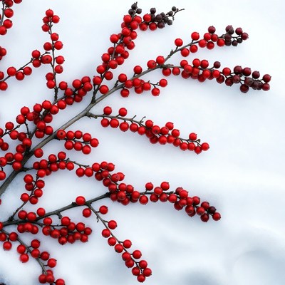 Red Berries on Snowy Branches