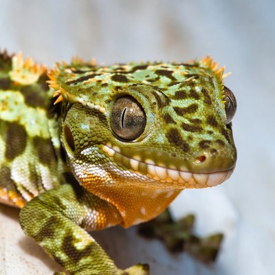 Crested Gecko close-up portrait