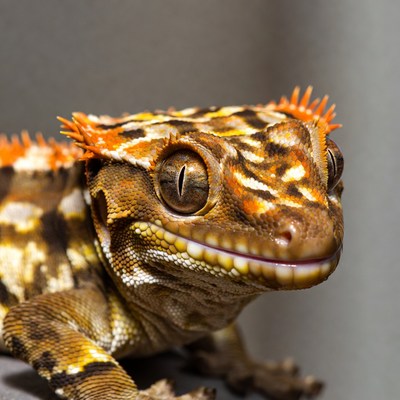 Crested Gecko close-up