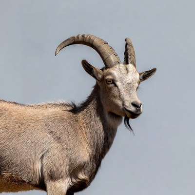 Goat with curved horns