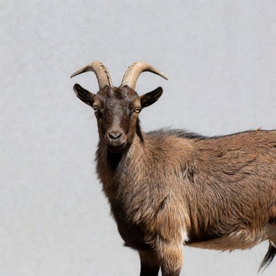 Brown goat with horns
