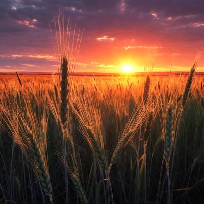Wheat Field at Sunset